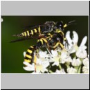 Ectemnius lituratus - Grabwespe 11b 8-12mm Paarung - OS-Wallenhorst-Sandgrube.jpg